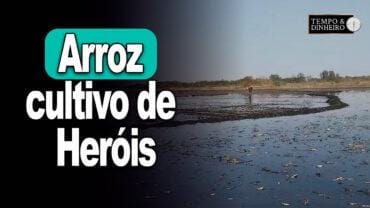 Arroz cultivo de Heróis, Vlamir Brandalizze comenta