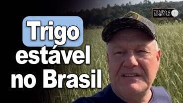Trigo estavel no Brasil, comentários de Vlamir Brandalizze