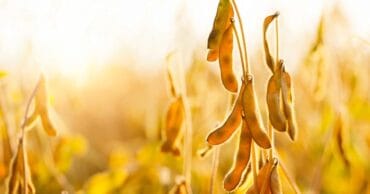 Soja em semana de calmaria no mercado, afirma Vlamir Brandalizze