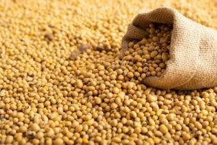 Soja em dia de realização de lucros em Chicago, Vlamir Brandalizze comenta