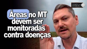 Soja e chuva: áreas implantadas no MT devem ser monitoradas contra doenças, alerta Alexandre Gazzola
