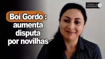 Boi gordo : aumenta disputa por novilhas e preços sobem, informa Shirley Menezes, do CEPEA
