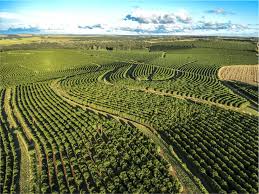 Mercados de café fecharam em queda