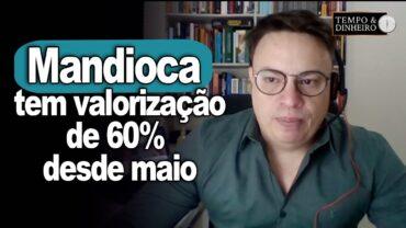 Mandioca tem valorização de 60% da raiz desde maio, informa Fábio Isaías Felipe, do CEPEA