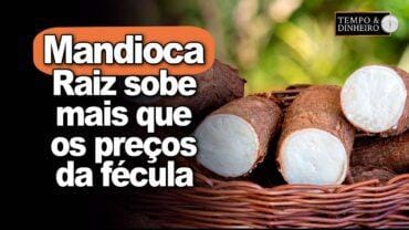 Raiz sobe mais que os preços da fécula. Farinha tem melhora na comercialização, informa o CEPEA
