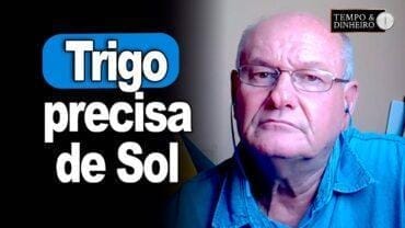 Trigo precisa de Sol, analisa Vlamir Brandalizze