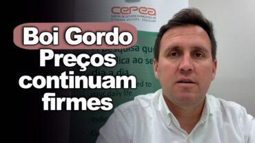 Boi gordo, vaca e preço da carne firme ajudam na alta, informa Tiago Bernardino, do CEPEA