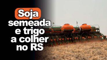 Soja semeada e trigo a colher no RS merecem atenção, alerta Alexandre Gazolla