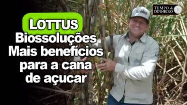 Cana de açucar tem alta entre 15% e 25% na produtividade com Lottus Biossoluções