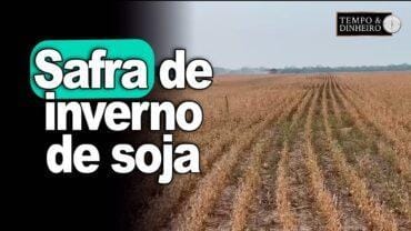 Safra de inverno de soja  na Bolívia registrada pelo Alexandre Gazolla