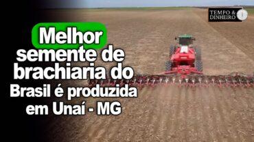 Soja em Unaí, MG, começa em áreas com palhadas de brachiarias da Riza Sementes