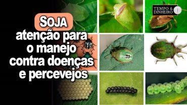 Soja: chuva ajuda desenvolvimento vegetativo mas atenção ao manejo contra doenças e percevejos