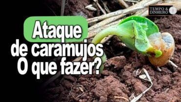 Lavouras de Guarapuava, no PR, tem ataque de caramujos. O que fazer?  Alexandre Gazolla orienta
