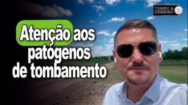 Soja e arroz  tem bom desenvolvimento em Dom Pedrito, no RS, mas atenção aos patógenos de tombamento