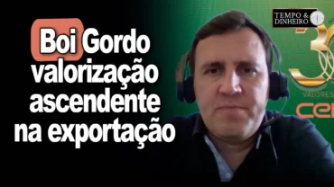 Boi gordo tem espaço para valorização e tonelada exportada atinge média US$4.800,00, informa CEPEA
