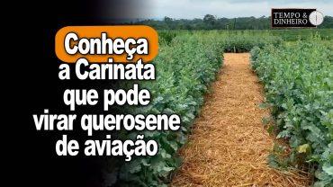 Você conhece a Carinata? Parente da canola pode virar querosene de aviação.