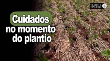 Cuidados no momento do plantio e estabelecimento de safra, alerta Alexandre Gazolla
