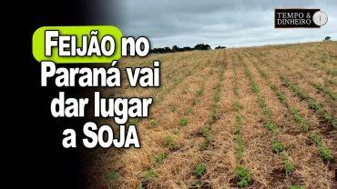 Feijão no Paraná tem bom desenvolvimento e vai dar lugar a soja, informa Alexandre Gazolla