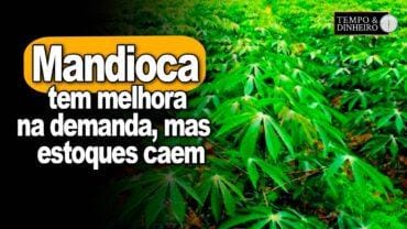 Mandioca tem melhora na demanda de derivados e estoques caem, informa Fábio Isaías Felipe, do CEPEA