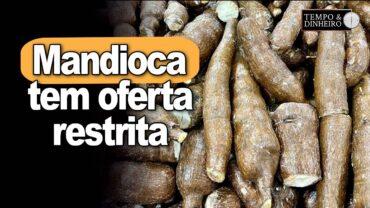 Mandioca tem oferta restrita. Preços sobem informa o CEPEA