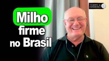 Milho firme no Brasil, explica Vlamir Brandalizze