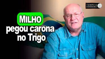 Milho pegou carona no Trigo, analisa Vlamir Brandalizze