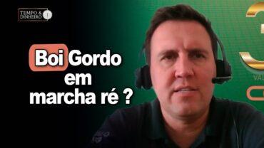 Boi gordo em marcha ré ? Até quando? Acompanhe a análise de Thiago Bernardino, do CEPEA