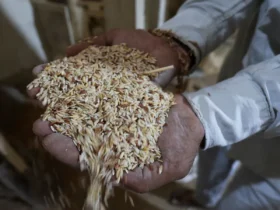 ARROZ/CEPEA: Médias no RS ficam 10% abaixo do mínimo governamental