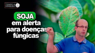 Soja em alerta para doenças fúngicas com umidade em alta, explica o fisiologista Marcelo Madalosso