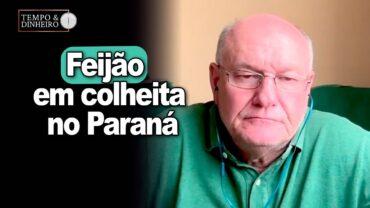 Feijão em colheita no Paraná, Brandalizze comenta