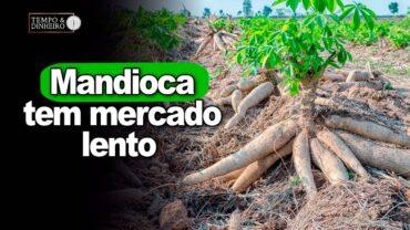 Mandioca tem mercado lento , informa Fábio Isaías Felipe, do CEPEA
