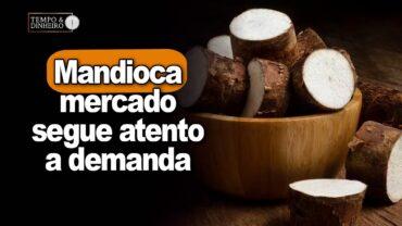 Mandioca: mercado segue atento a demanda dos derivados mas em ritmo de final de ano