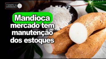 Mandioca: mercado tem manutenção dos estoques e preços com pequenas oscilações