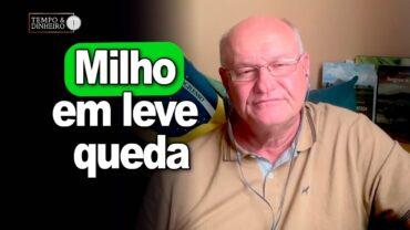 Milho em leve queda, afirma Vlamir Brandalizze