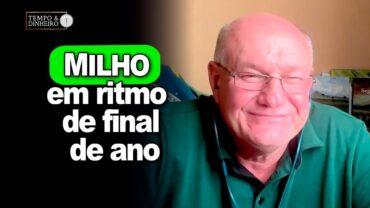 Milho em ritmo de final de ano, informa Vlamir Brandalizze