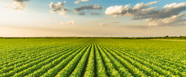 Soja sobe em Chicago nesta 3ª feira, acompanhando ganhos generalizados das commodities