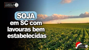 Soja em SC com lavouras bem estabelecidas e solo com boa cobertura, registra Alexandre Gazolla