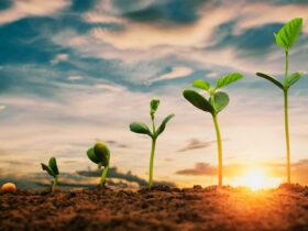 Colheita da safra soja 24/25 segue avançando no Paraná