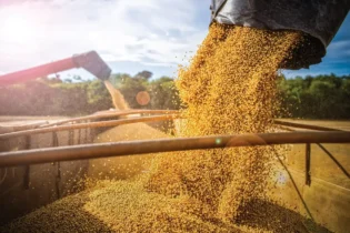 Soja começando maio na calmaria