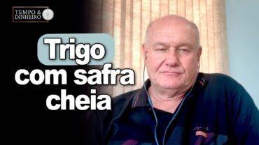 Trigo com safra cheia, Vlamir Brandalizze comenta