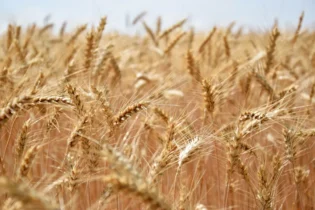 Especial do Trigo e Sorgo com Vlamir Brandalizze