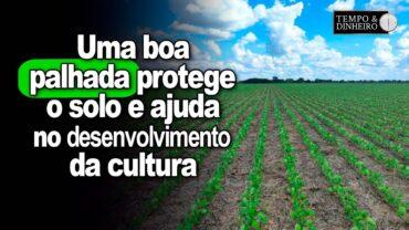 A palhada faz uma grande diferença na soja, pois protege o solo e ajuda no seu desenvolvimento