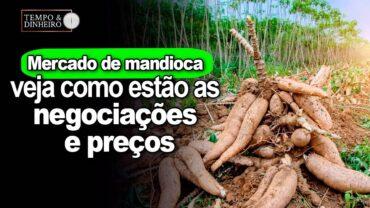 Mercado de mandioca: veja como estão as negociações e preços com  Fábio Isaías Felipe, do CEPEA