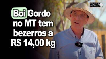 Boi gordo no MT: diminui diferencial com SP e bezerro tem negócios a R$14 kg, informa Chico Manzi