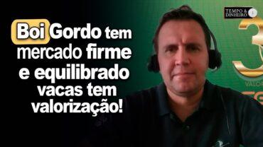 Boi gordo tem mercado firme e equilibrado na reta final de janeiro. Vacas tem valorização