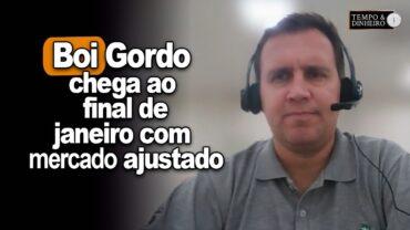 Boi gordo chega ao final de janeiro com mercado ajustado, informa Thiago Bernardino, do CEPEA