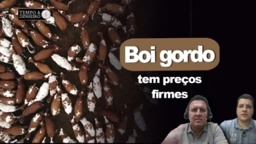 Boi gordo tem preços firmes e sobe em 23 praças pecuárias. Acompanhe a análise de Thiago Bernardino