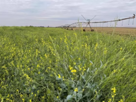 Brasil deve virar maior produtor global de carinata, matéria-prima para SAF
