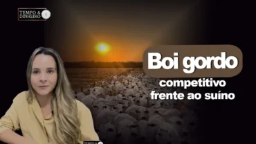 Boi gordo: carne bovina aumenta competitividade frente as de suíno e de frango