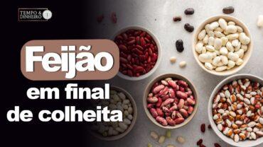 Feijão na reta final da colheita, informa Vlamir Brandalizze